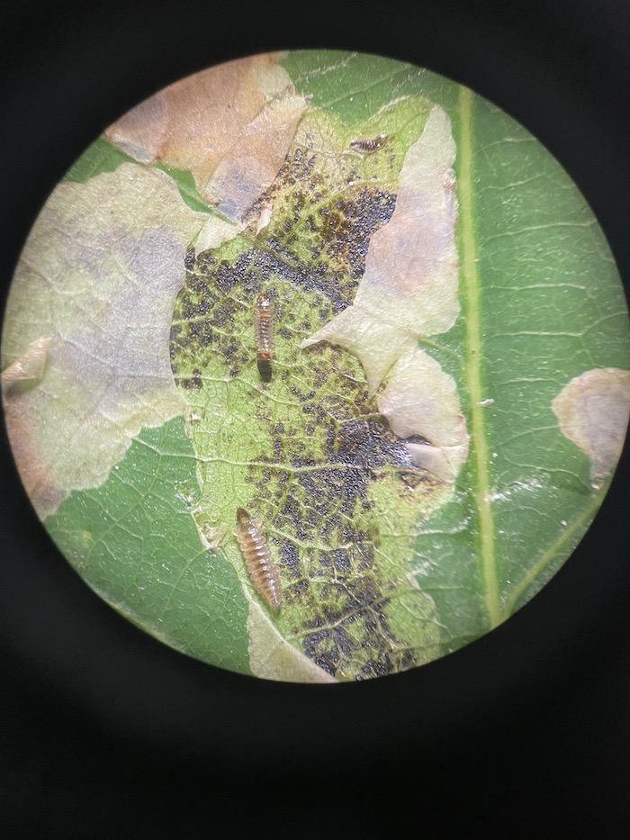 Close-up of solitary oak leafminers on an oak leaf
