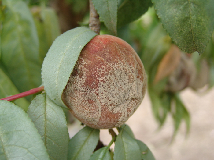 Brown rot on a peach