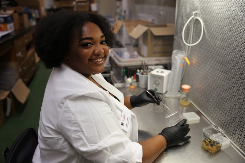 CAES Rising Scholar Dakota Walker wears a lab coat and gloves while conducting tissue cultures on a stainless steel surface.