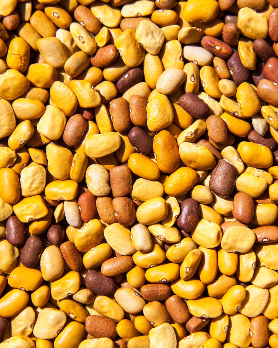 Tepary beans, which have ben grown by indigenous cultures in the southwestern U.S. and northern Mexico for thousands of years, are being examined for their heat- and disease-resistant traits in an effort to improve common bean production.