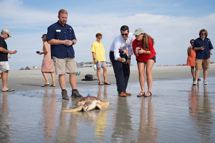A crowd watches Belle make her way from the beach into the waves.