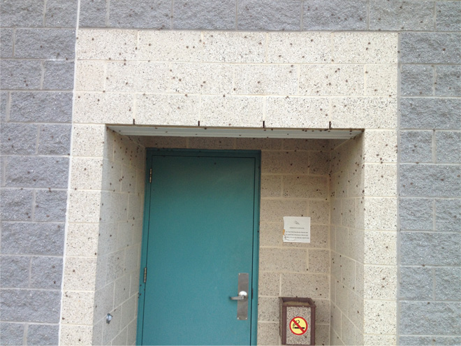 Alcove on a building with a door into the building. The facade around the alcove has many BMSB on it.