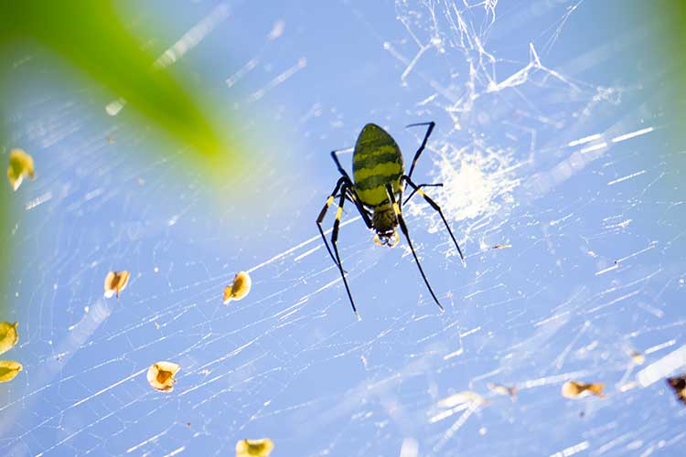 Female Joro spider with black and yellow striped abdomen perches on its web as sunlight sparkles on the web's strands.