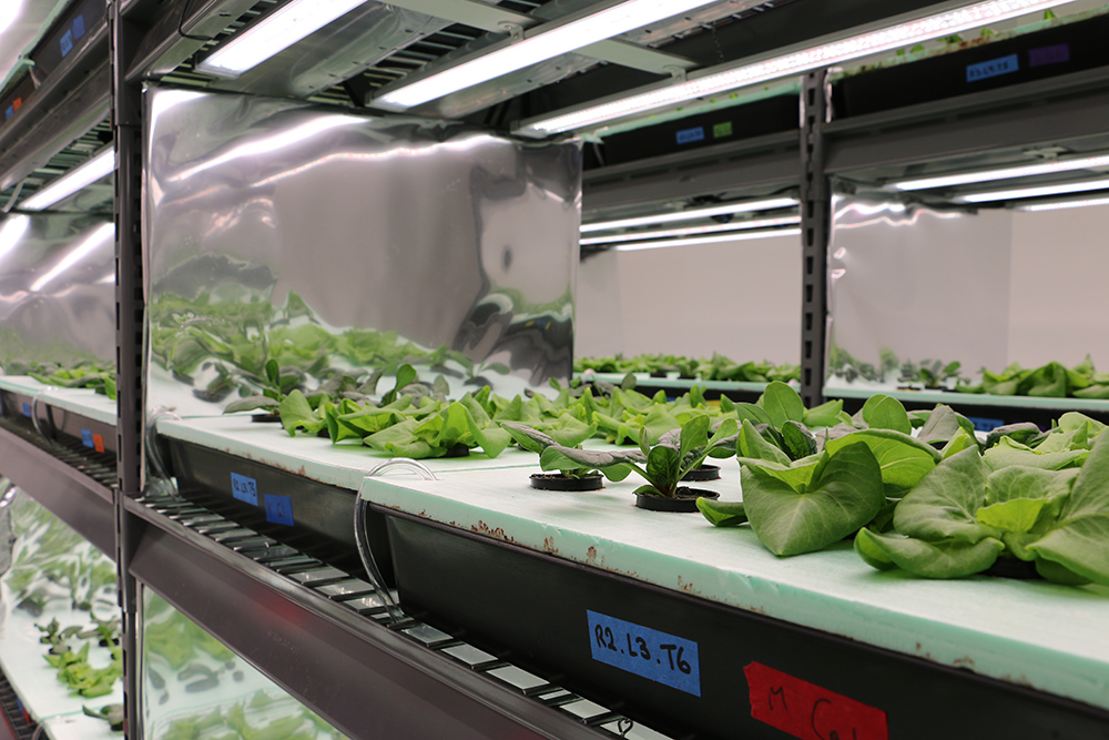 Close up of a tray of greens in a vertical greenhouse with rows of additional trays seen in the background