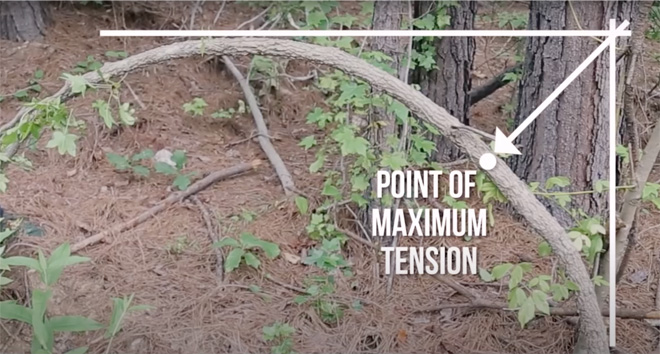 A bent tree trunk. A line along the top of the bow and along the base of the trunk intersect, and a line at a 45 degree angle from the intersection shows the point of maximum tension on the tree.
