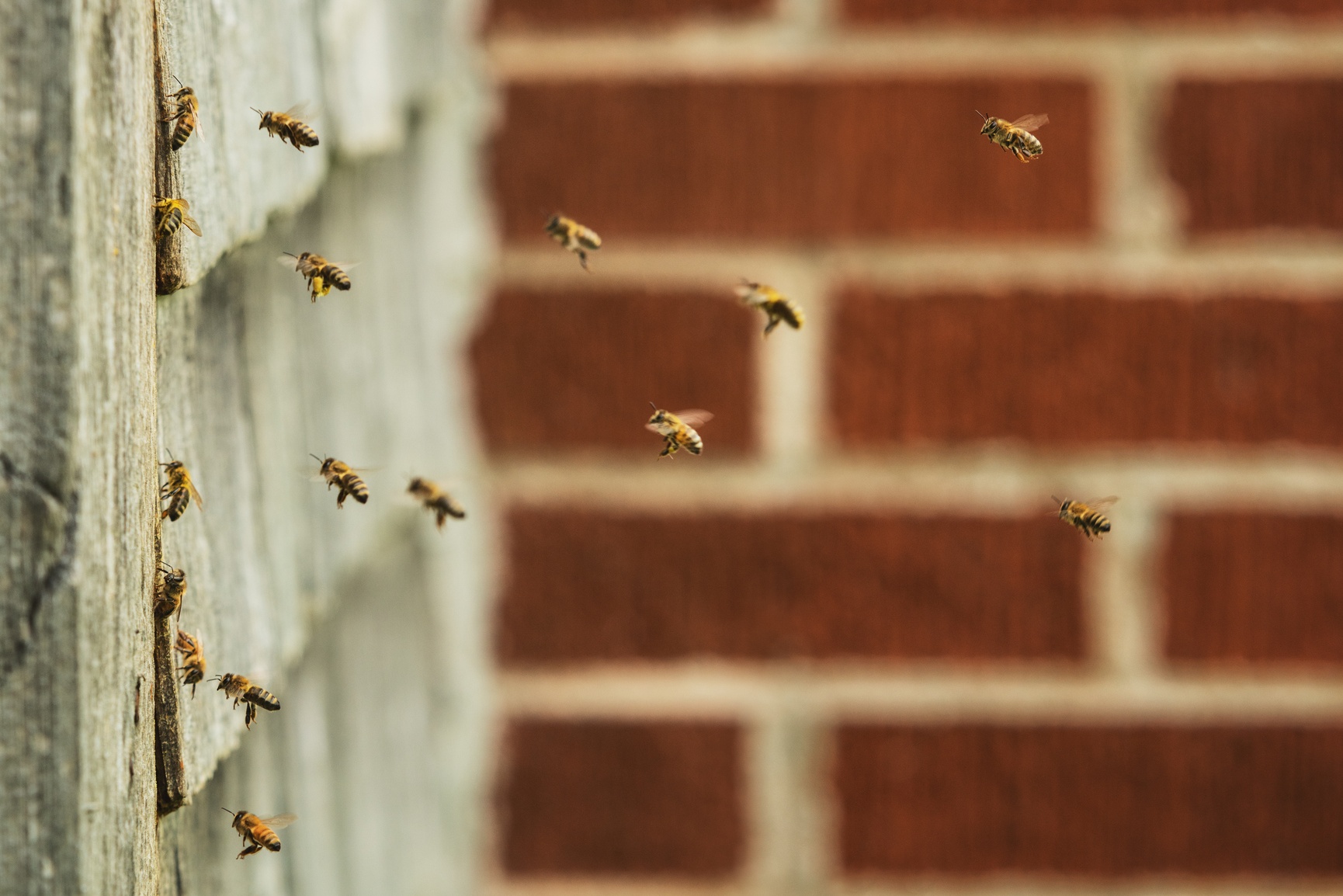 Honey bees cluster around an opening in an abandoned home where a beehive resides.