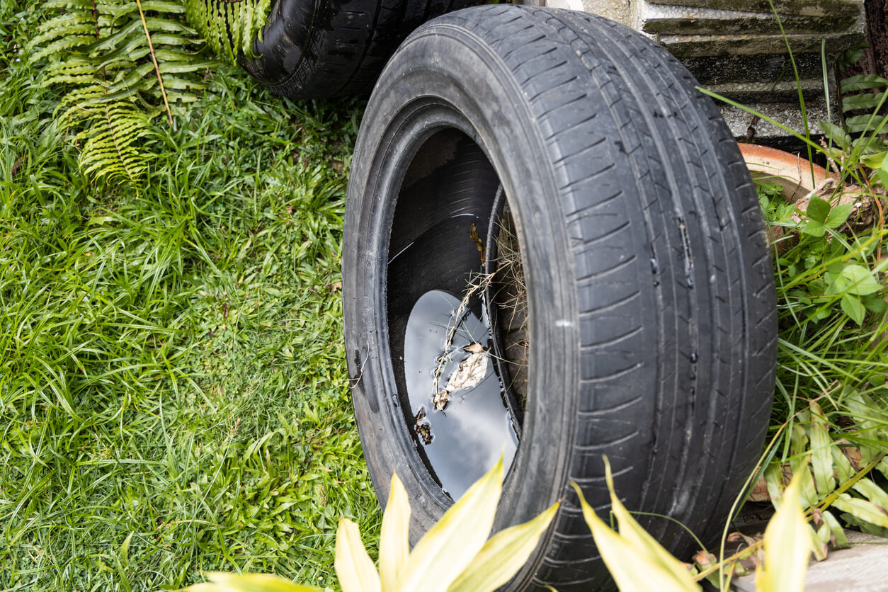 Old abandoned tire has collected still water after rain. Standing water like this is a conducive place for mosquito breeding.