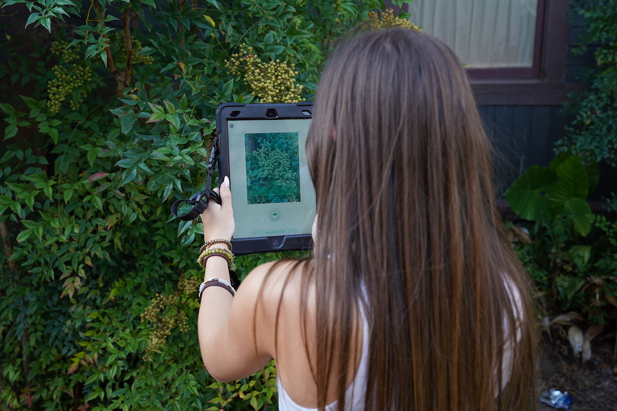A high school 4-H'er learns how to use a plant ID app on a tablet