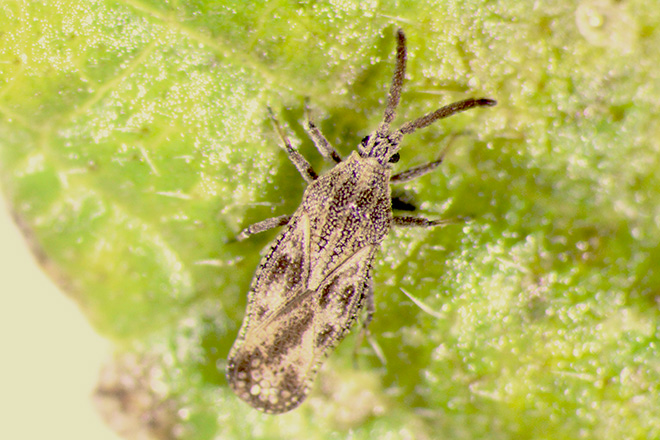 Lantana lace bug on a leaf.