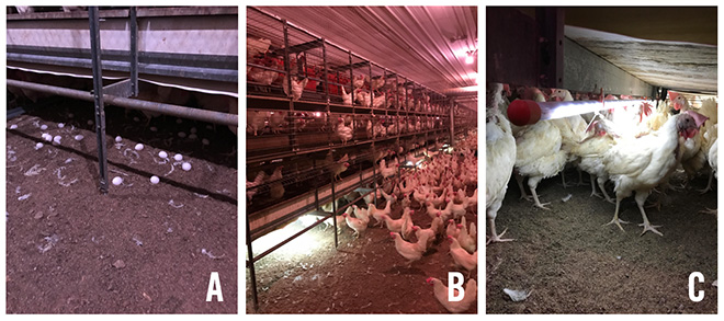 A) Hen house with eggs laid on the floor. B) Hen house with lights installed shining on the floor where the eggs were laid. C) Another angle of the lights shining in the hen house.