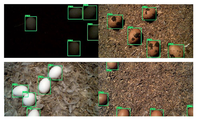 Eggs on the floor with squares around them from a computer program identifying the eggs.