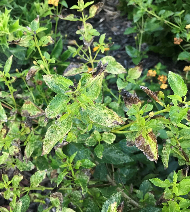 Lantana plant with feeding damage.
