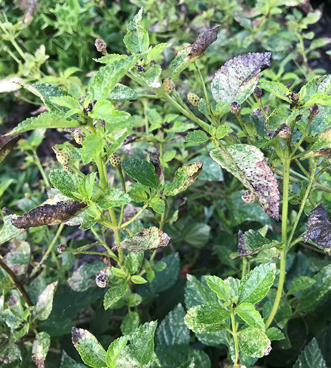 Lantana plant with extensive feeding damage.