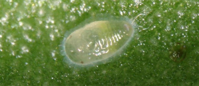 silverleaf whitefly nymph