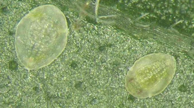 scale-like pupae of silverleaf whiteflies