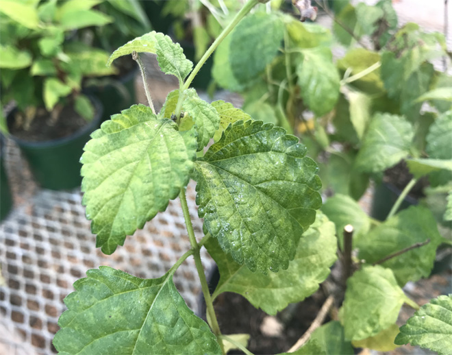 Plant with yellowed leaves