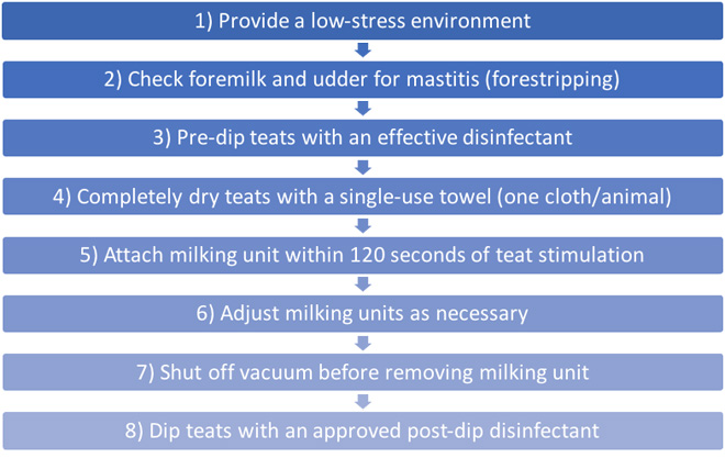 Flowchart listing best practices for milking: 1) Provide a low-stress environment. 2) Check foremilk and udder for mastitis (forestripping). 3) Pre-dip teats with an effective disinfectant. 4) Completely dry teats with a single-use towel (one cloth/animal). 5) Attach milking unit within 120 seconds of teat stimulation. 6) Adjust milking units as necessary. 7) Shut off vacuum before removing milking unit. 8) Dip teats with an approved post-dip disinfectant.