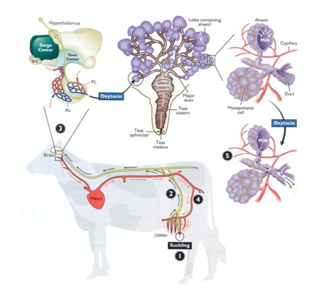 Diagram of a cow and the milk letdown pathway showing hormone flow between organs