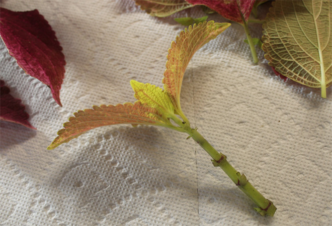 Cutting with leaves at the tip and leaves along the stem removed