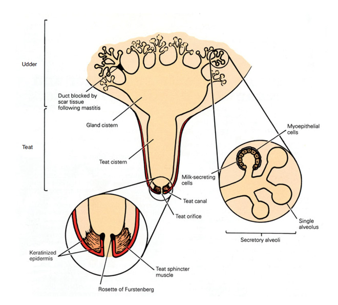 Diagram of cow mammary gland showing udder and teat