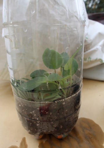 plants propagating in a plastic bottle