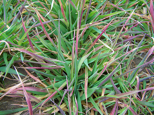 A clump of oat foliage