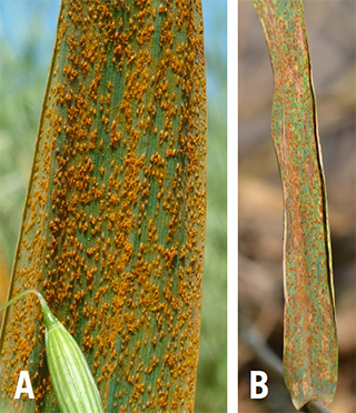 A closeup of a oat leaf covered in a rust-like fungus