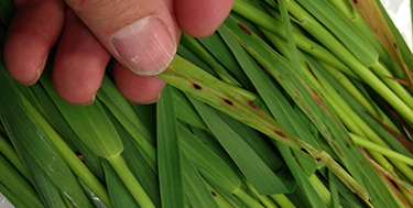 A green oat leaf with isolated, oval, brown spots.