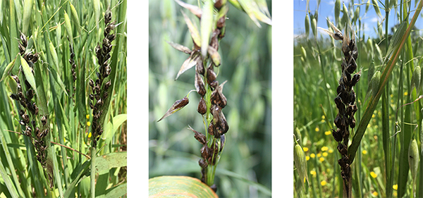 Two stalks of oat covered in shriveled black kernels.