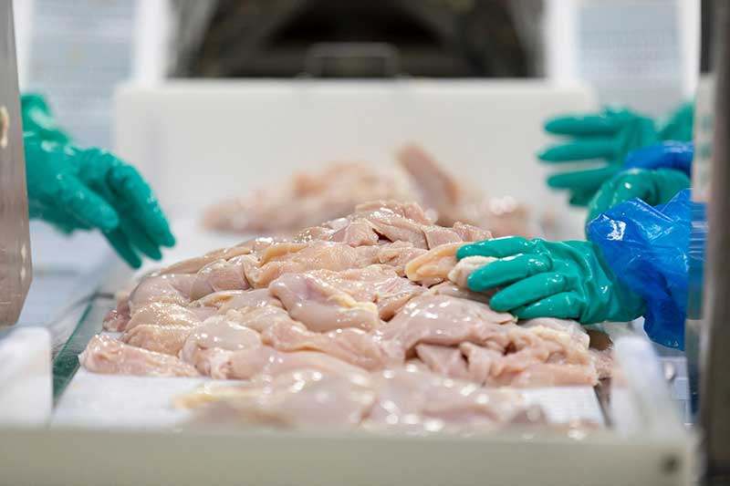 Boneless skinless chicken breasts on a conveyor line at a poultry processing plant.