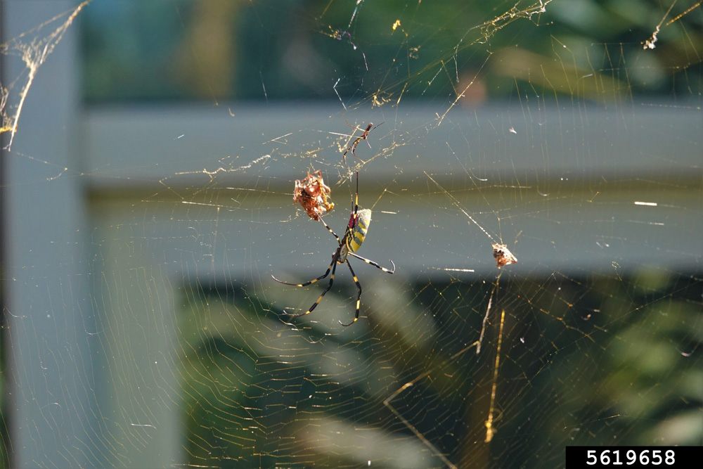 A female Joro spider is seen in her web in front of the window of a house, with a few prey stuck in the web.