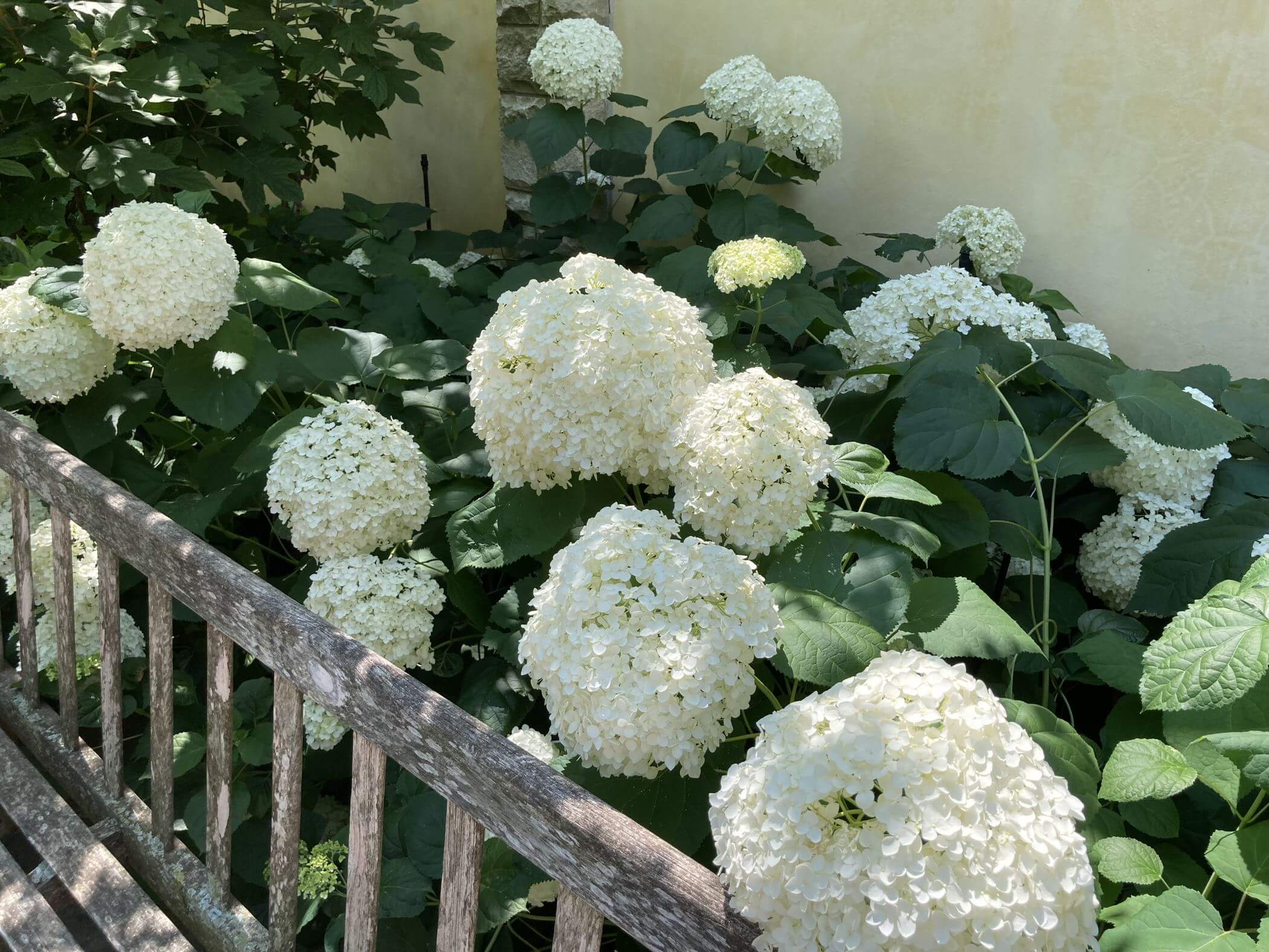 Hydrangea arborescens in bloom