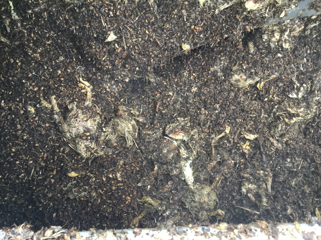 Material from the drum composter after 1 day shows partially broken down chicken carcasses and lots of brown organic matter.