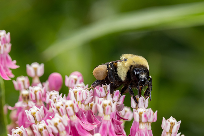 Macro photo of a bee on a flower with pollen basket visible