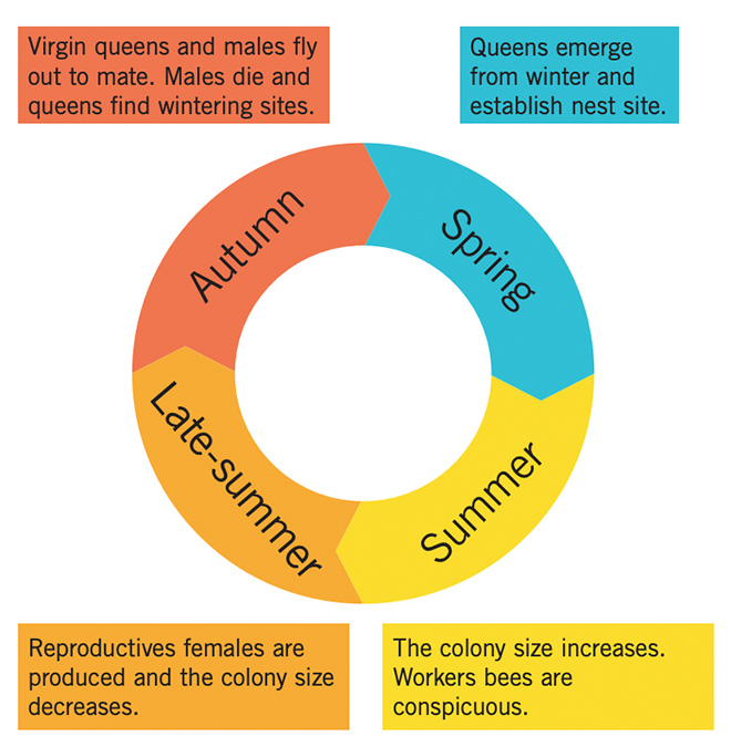 Bumblebee life cycle by season. In autumn, virgin queens and males fly out to mate. Males die and queens find wintering sites. In spring, queens emerge from winter and establish nest site. In summer, the colony size increases. Worker bees are conspicuous. In late-summer, reproductive females are produced and the colony size decreases.
