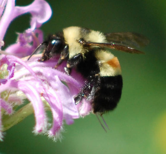 Bombus pennsylvanicus bee