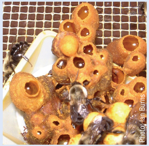 Bumblebees and their nectar pots.