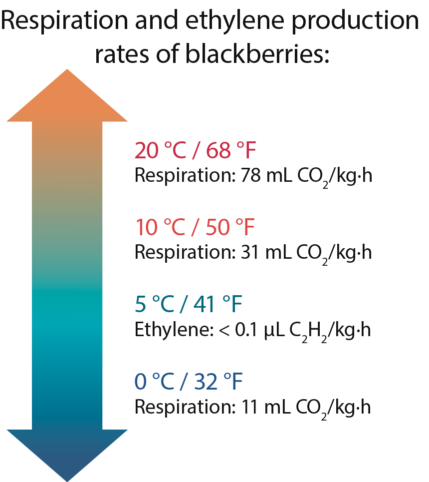 Respiration and ethylene production rates of blackberries: 20 °C / 68 °F Respiration: 78 mL CO2/kg·h, 10 °C / 50 °F Respiration: 31 mL CO2/kg·h, 5 °C / 41 °F, Ethylene: < 0.1 μL C2H2/kg·h, 0 °C / 32 °F, Respiration: 11 mL CO2/kg·h