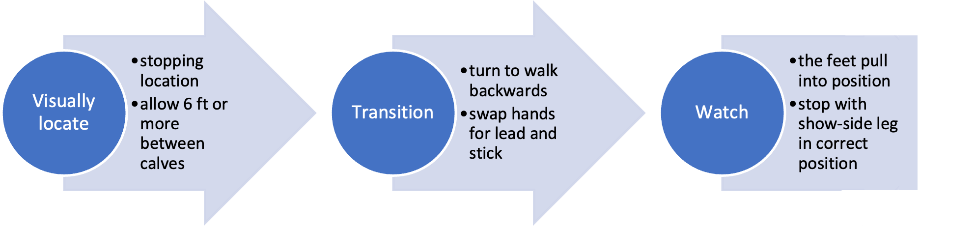 A diagram indicating the steps to positioning a calf for showmanship; Visually locate your stopping location, allowing for 6 feet or more between calves. In the transition, turn to walk backwards and swap your lead and stick hands. Watch the feet pull into position, and stop with the show-side leg in correct position.