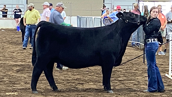 A photo of a handler in front of a heifer. The handler is presently looking at a judge, not pictured.