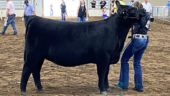 A photo of a showman performing a repositioning of a calf's front foot