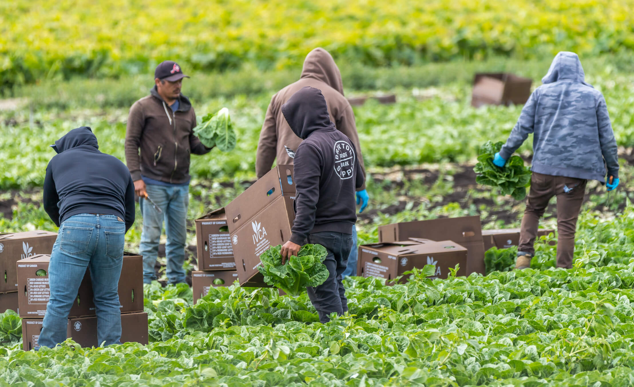 Farm workers harvest fall crops