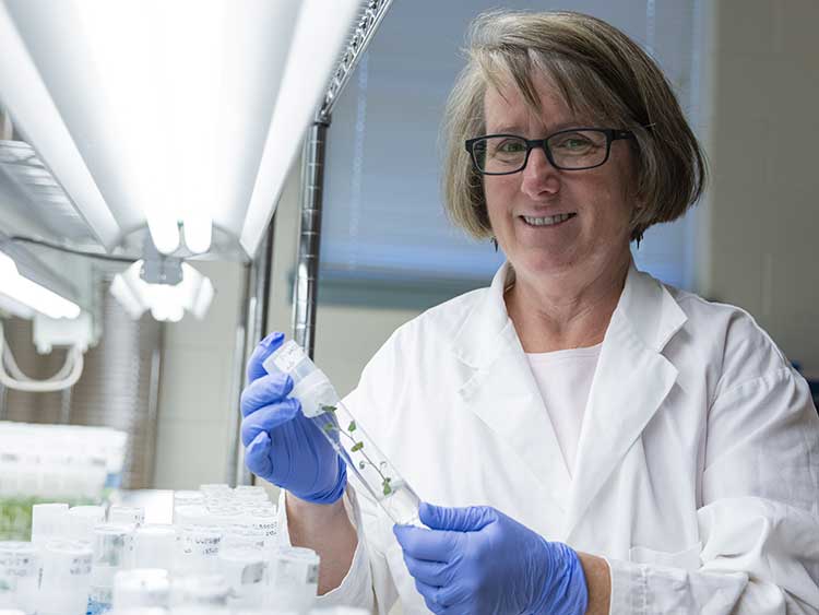 GRA Eminent Scholar Chair in Crop Genomics Robin Buell working with plant specimens in her Center for Applied Genetic Technologies laboratory.