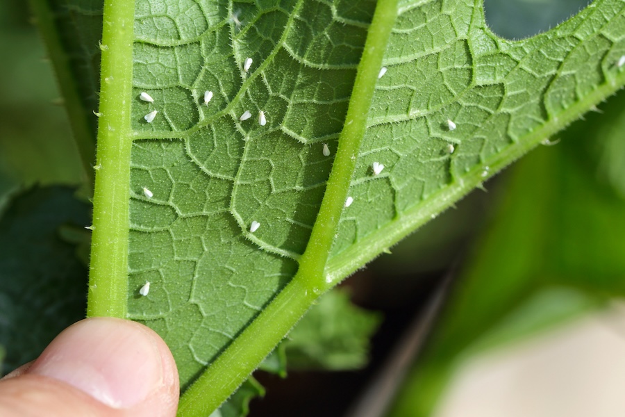 Silverleaf whiteflies under leaf