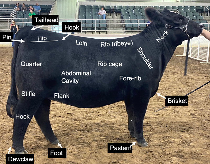 A photo of a cow in profile with anatomical references. The cow is facing the right; in read order from top left the parts are listed. In the top row are the pin (sitting near the underside of the base of the tail), the tailhead (located at the top of the tail's base), the hip (directly adjacent to the tailhead), the hook (adjacent to the hip), the loin (spanning the area between the hip and the rib or ribeye), and then the neck. The next row of labels contain (from right to left) the quarter (the portion of the leg above the knee joint), the abdominal cavity, the rib cage, the fore-rib, and the shoulder. In the next row: the stifle sitting above the knee joints of the back legs, the flank positioned under the abdominal cavity, and the brisket, located further forward than the cow's front-legs and below the neck. Lastly, the hock (referring to the portion of leg directly below the knee), the dewclaw (a protrusion above and behind the hoof), the foot, and the pastern (an area between the dewclaw and the foot).