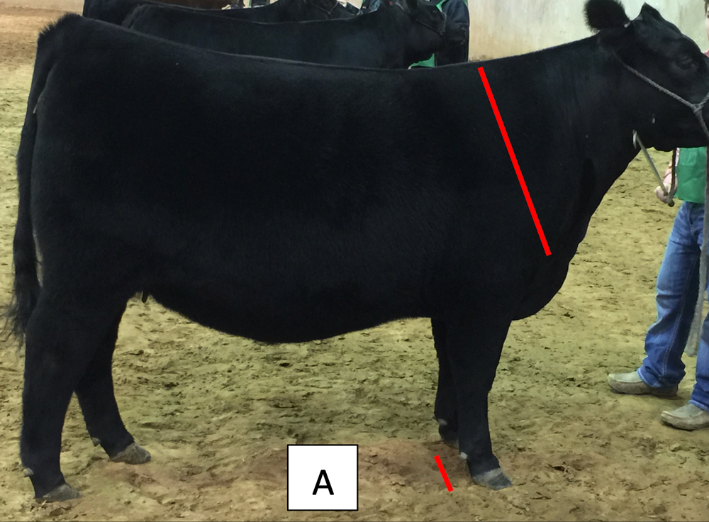 A photo of a black heifer.