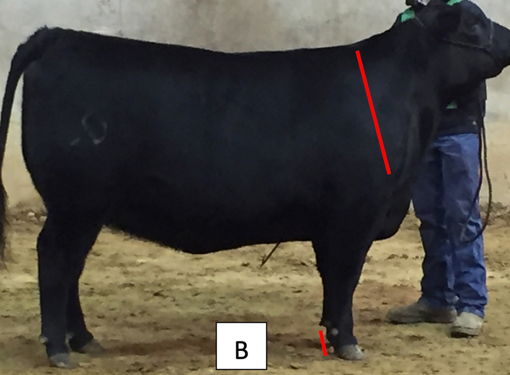 A second photo of a black heifer.