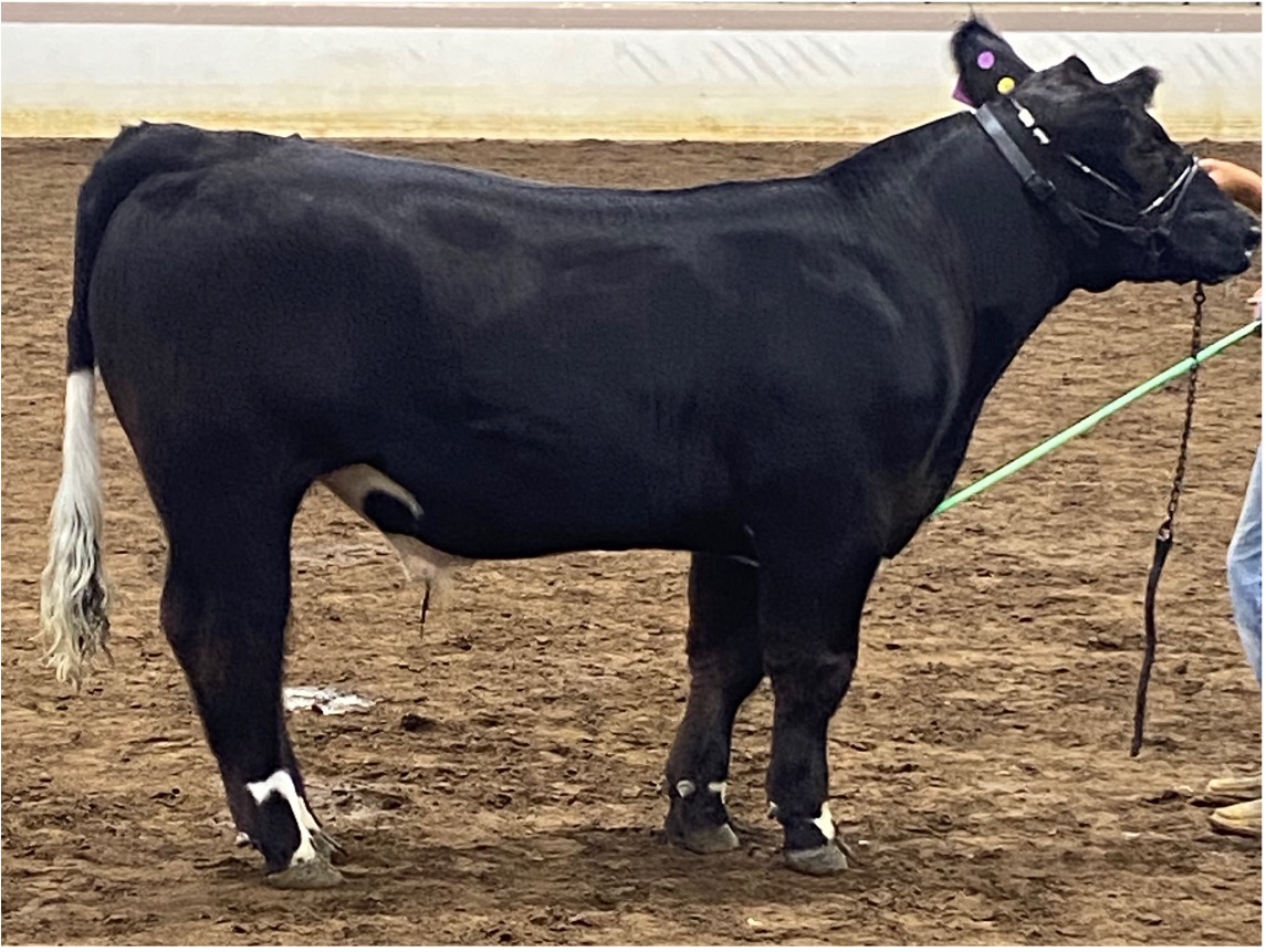 A photo of a cow that lacks rib depth and is shallow-bodied.
