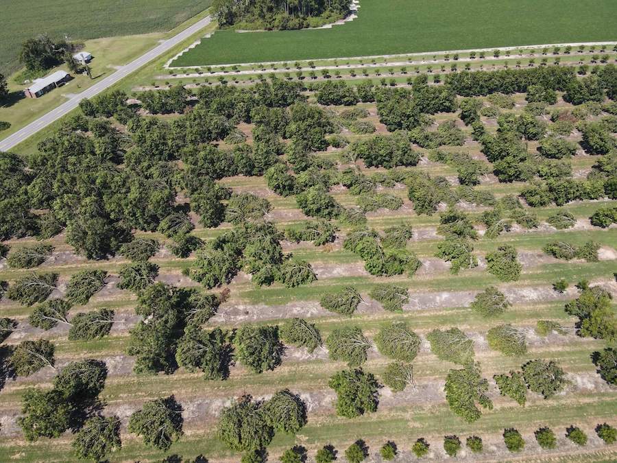 Aerial photo of Hurricane Idalia damage to a pecan orchard