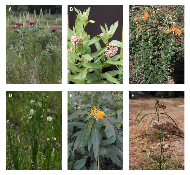 Host plants of the monarch butterfly.